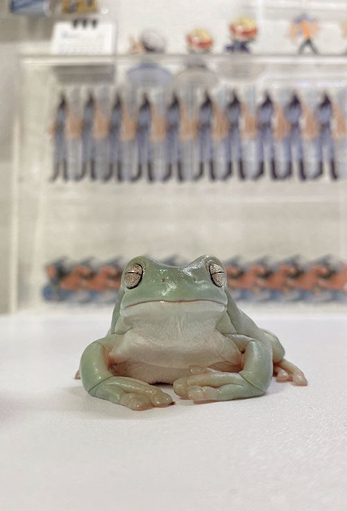 目を閉じるイエアメガエル