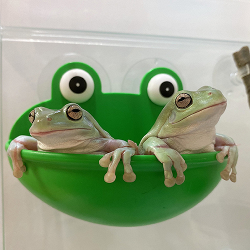 気持ちよさそうなカエル2匹