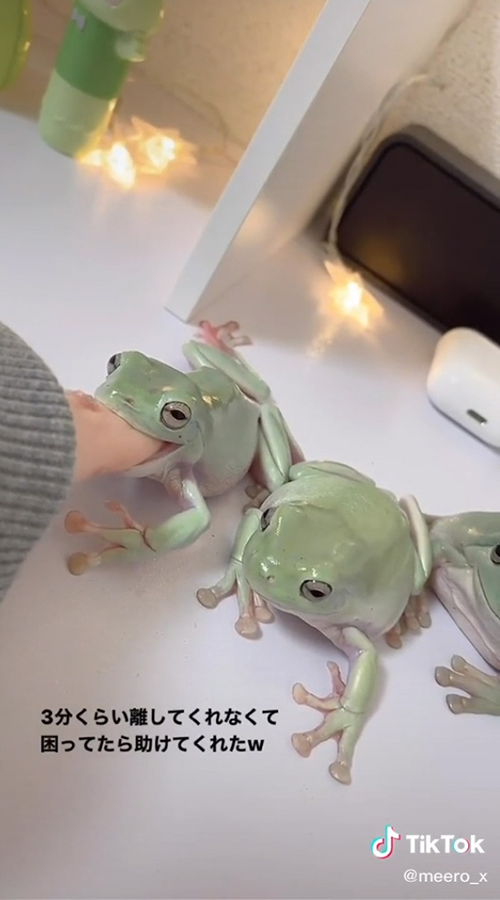 前脚を下ろすカエル