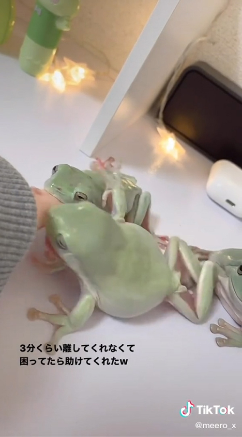 一撃をおみまいするカエル