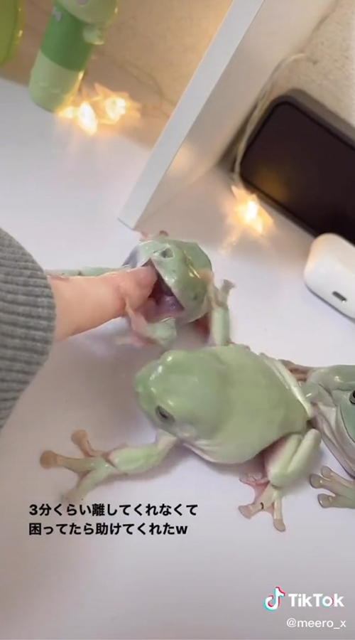 ぐえって顔をするカエル