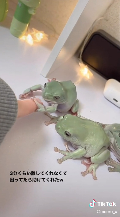 後ずさるカエル