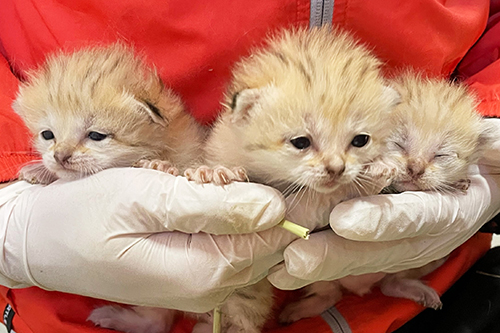 手のひらに乗る赤ちゃん