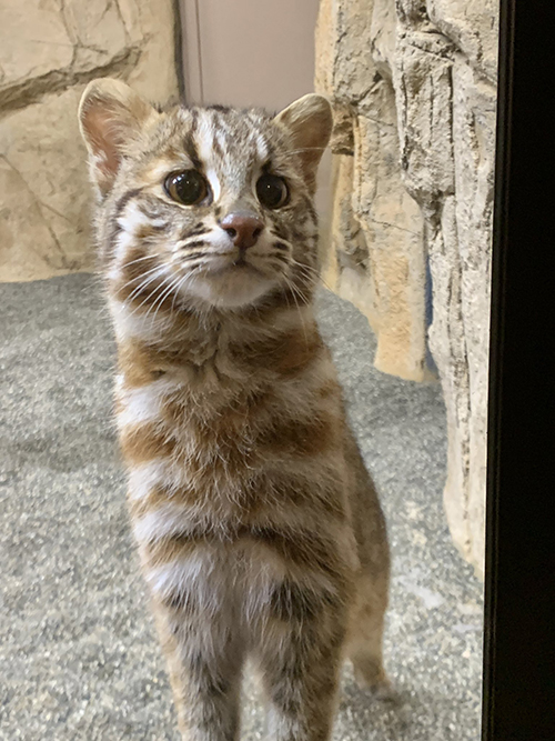 ツシマヤマネコ