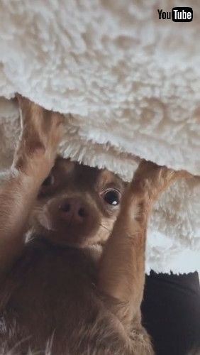 「Adorable Upside-Down Dog || ViralHog」