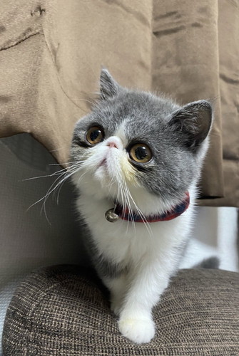 おめめきらきら小雪ちゃん