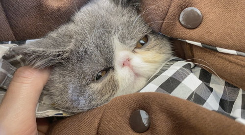 病院で落ち込む小雪ちゃん