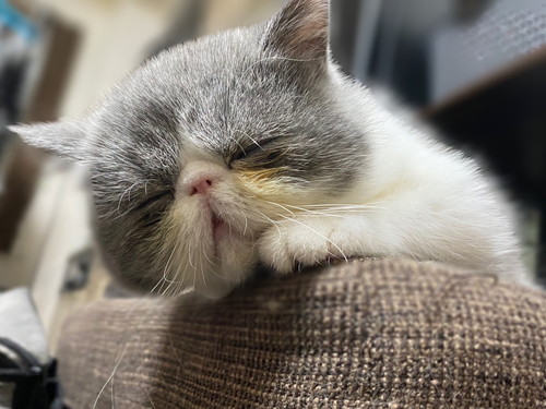 寝る小雪ちゃん