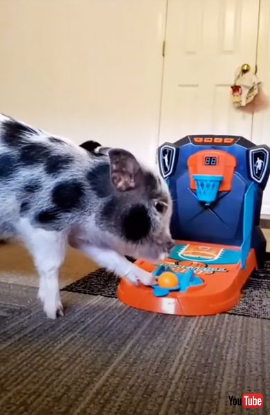 バスケットボールのおもちゃでゴールを決める豚