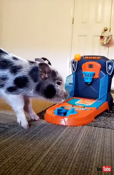 ボールが入る瞬間とブタ