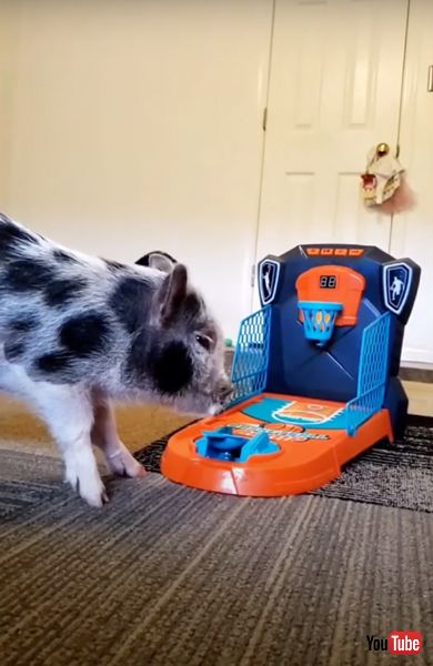 バスケットボールのおもちゃでゴールを決める豚