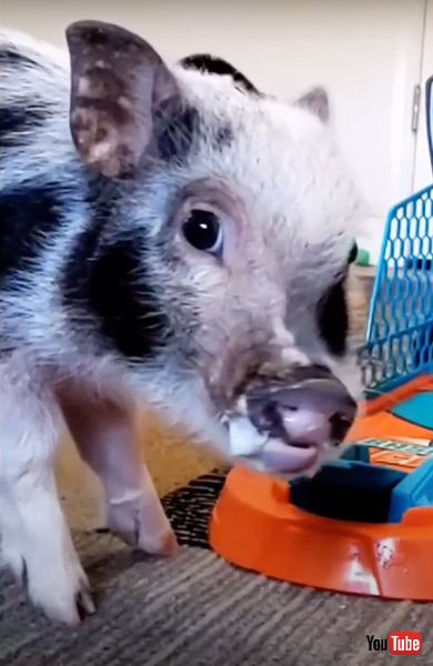 バスケットボールのおもちゃでゴールを決める豚