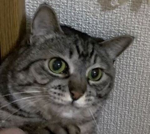 猫ちゃんアップ