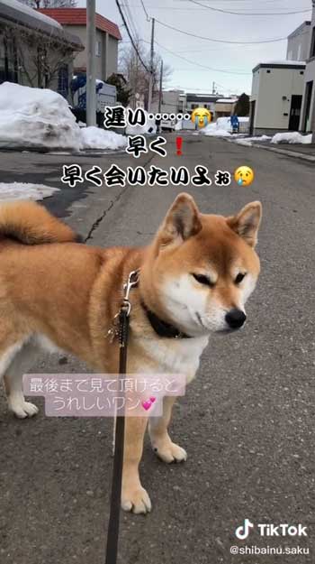 お姉ちゃんを待つ柴犬
