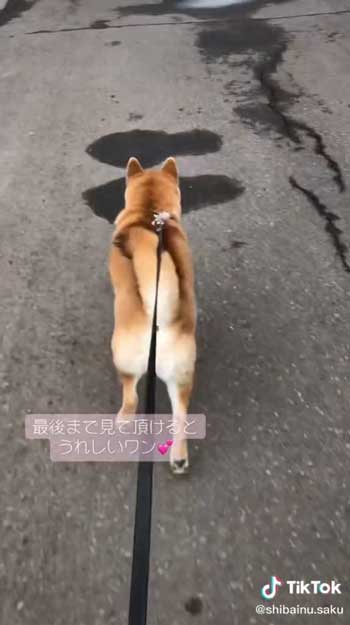 駆け出す柴犬