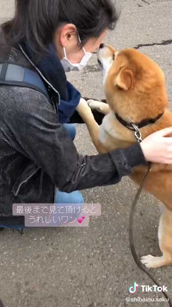 うれしそうな柴犬と家族