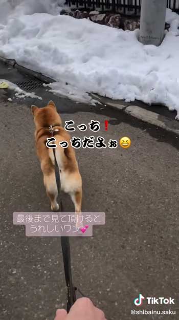 お家まで誘導する柴犬