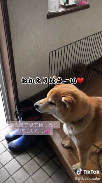 おかえりなさいする柴犬