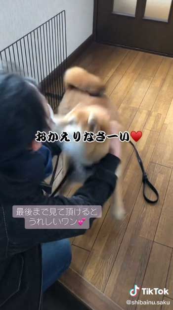 喜びのダンスをする柴犬
