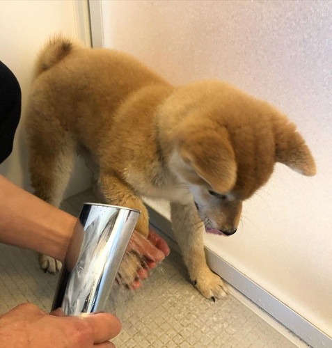 柴犬の足にシャワーをかける
