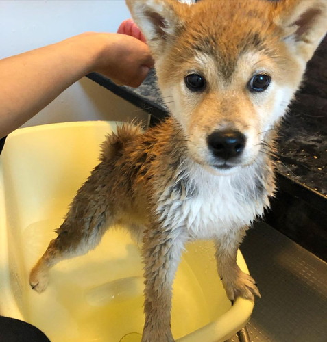 柴犬の始めてのシャンプー