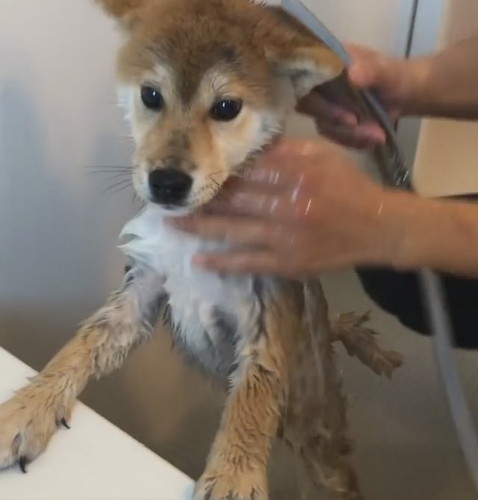 シャワーで泡を流す柴犬