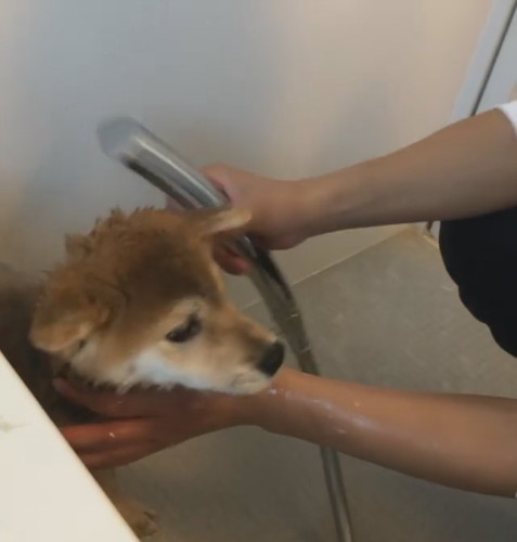 少し逃げる柴犬