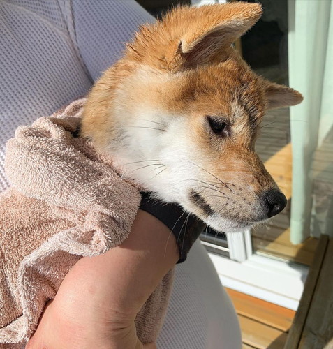 バスタオルにくるまれた柴犬