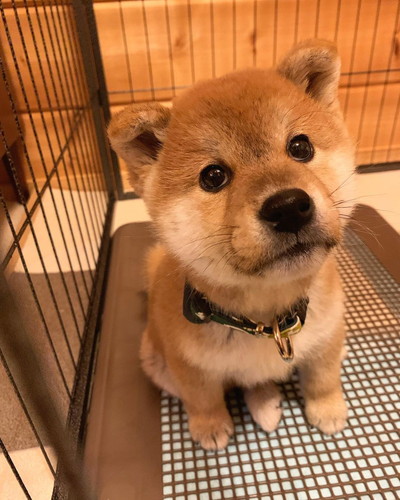 上目遣いの茶々丸くん