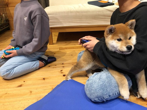 息子さんに捕獲された茶々丸くん