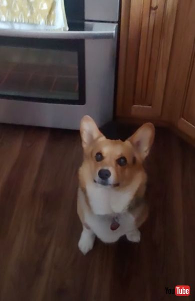 おやつキャッチが上手なワンコ