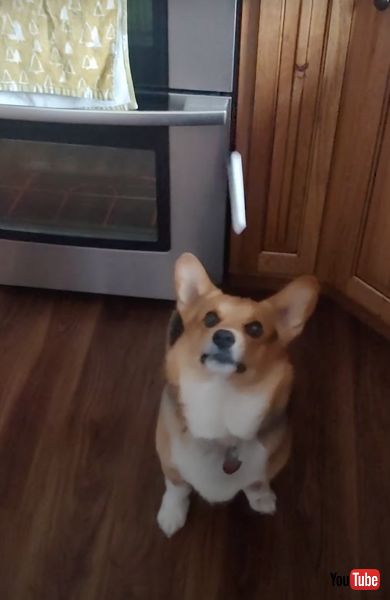 おやつキャッチが上手なワンコ