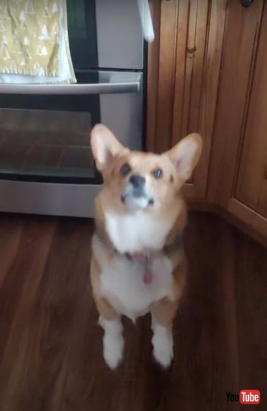 おやつキャッチが上手なワンコ