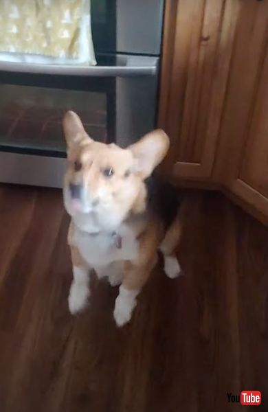 おやつキャッチが上手なワンコ