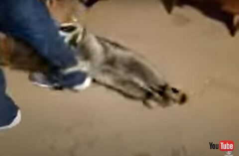 伸びてるアライグマ