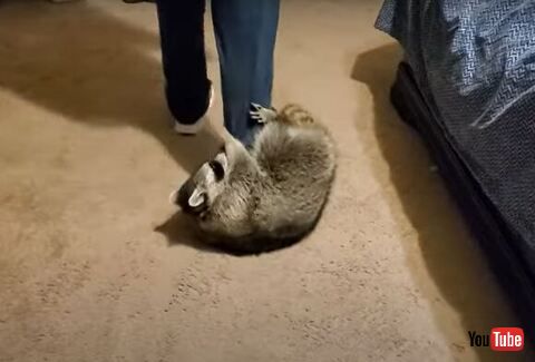 丸まってるアライグマ