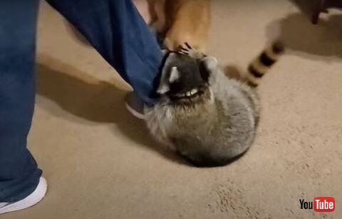 アライグマ背中