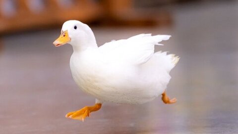 走ってるアヒルさん