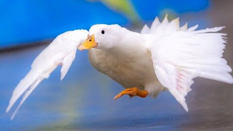 羽をひろげるアヒルさん