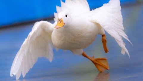 足をくじくアヒルさん