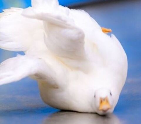 アヒルさんアップ