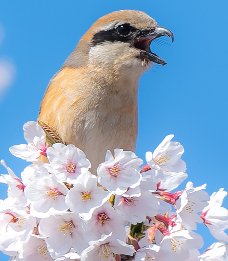 桜と鳥さん
