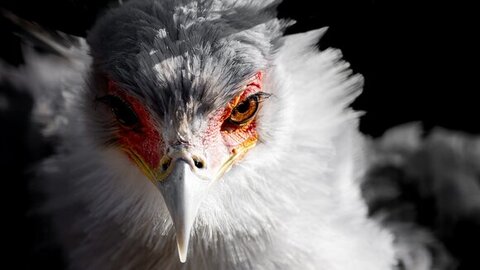 ヘビクイワシのアップ