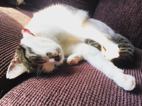 寝てるゆずちゃん