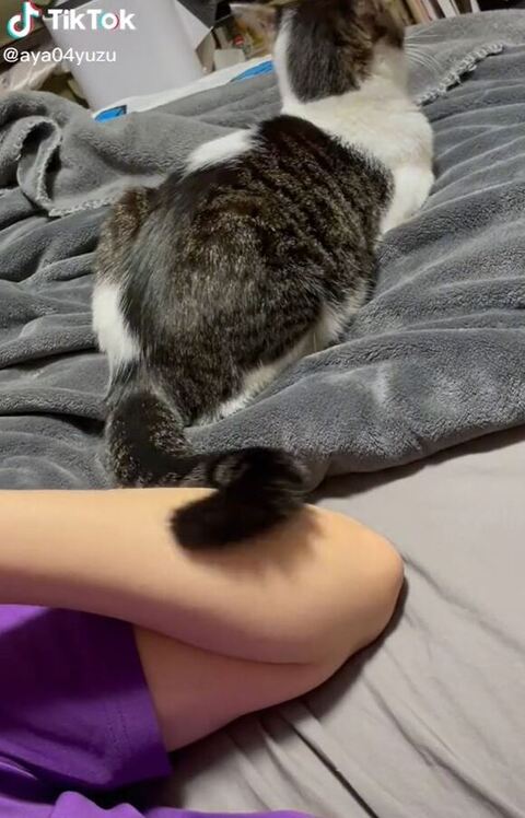 しっぽをすりつけるゆずちゃん