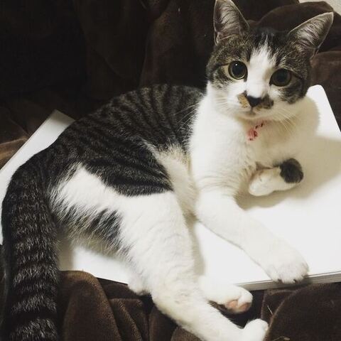 左前足丸めてる