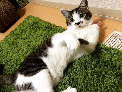 おなかみせてちょうだいポーズ