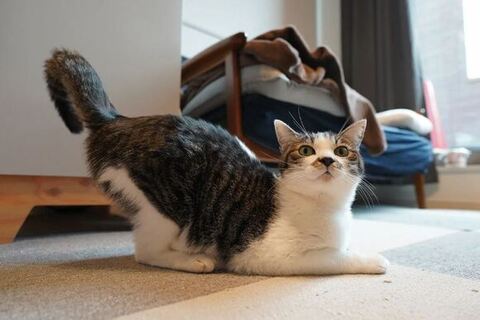 お尻をつきあげるゆずちゃん