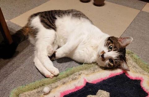 横向きごろんしてるゆずちゃん