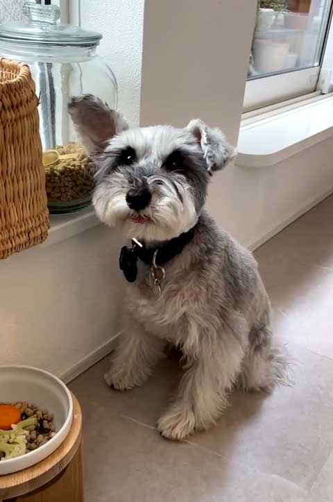 よろこぶワンコ